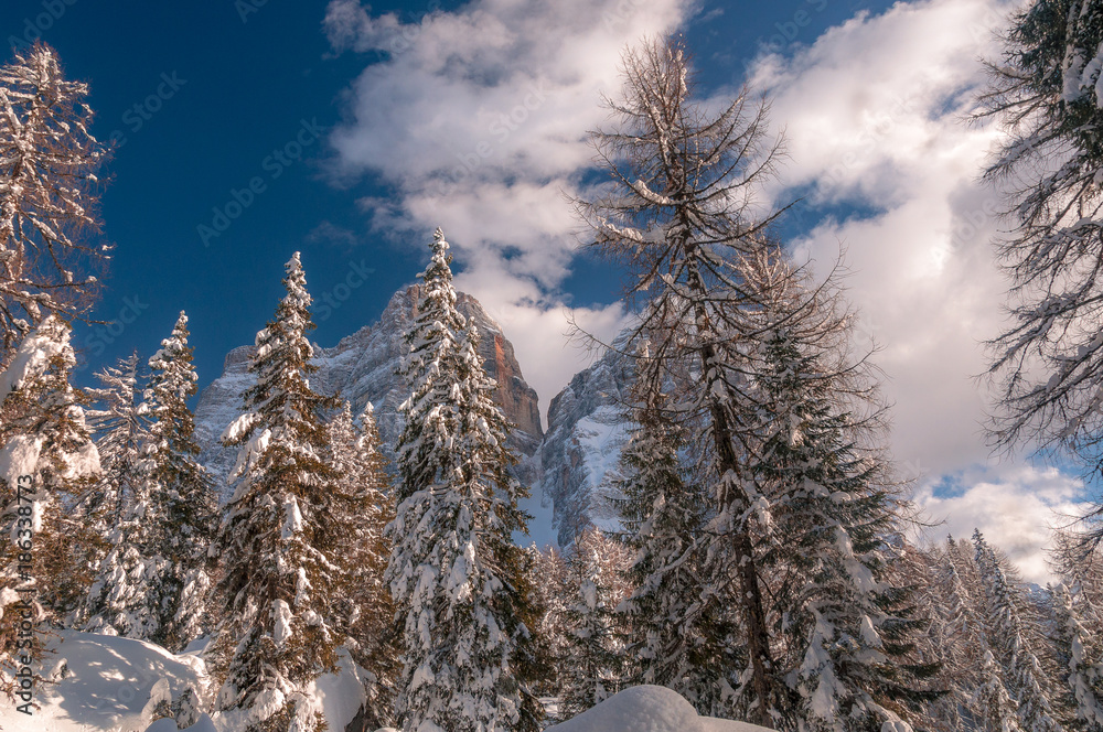 Fir forest covered with large piles of snow with Mount Pelmo in the background