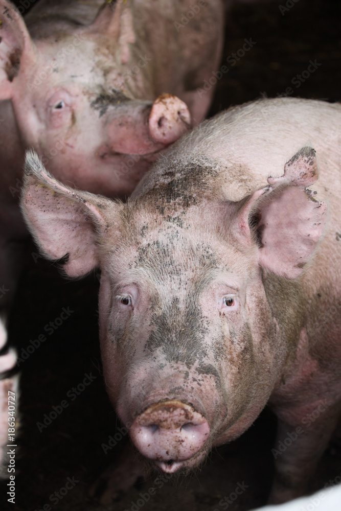 Extreme closeup photo of domestic pig sow Extreme closeup photo of domestic pig sow