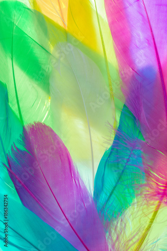 Colourful bird feathers background