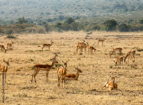Large herd of Female Impalas - Scientific name: Aepyceros melampus in Eastern Africa