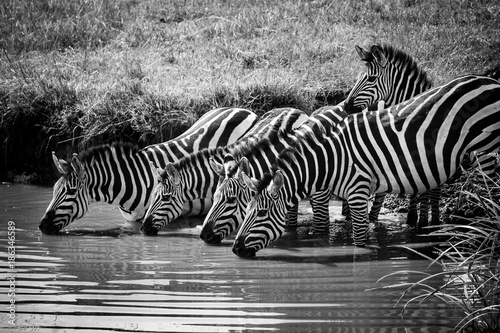 Beautiful family of Plains Zebra - Scientific name: Equus quagga - cautiously drinking water from the River photo