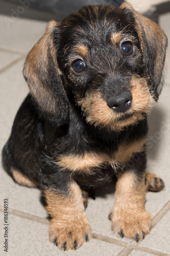 Wire haired miniature dachshund puppy Rudi sitting on floor tiles looking at you