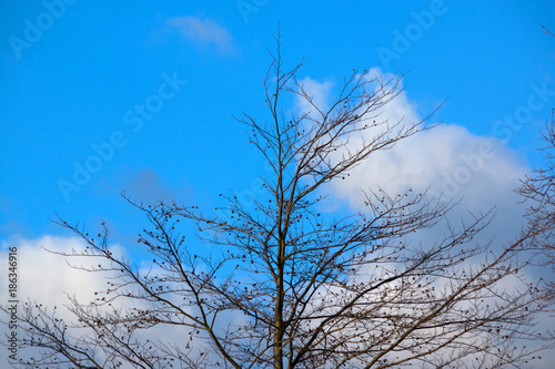 Bare-branched tree top with blue sky background and fair-weather clouds
