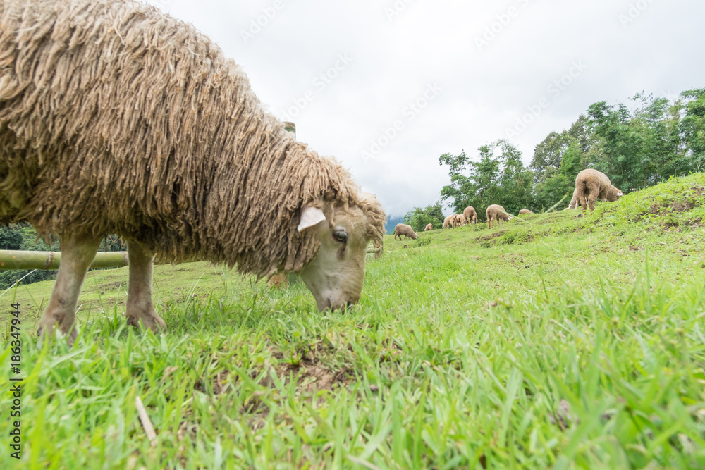 Sheep eating grass on the mountain. Sheep eating grass on the mountain.