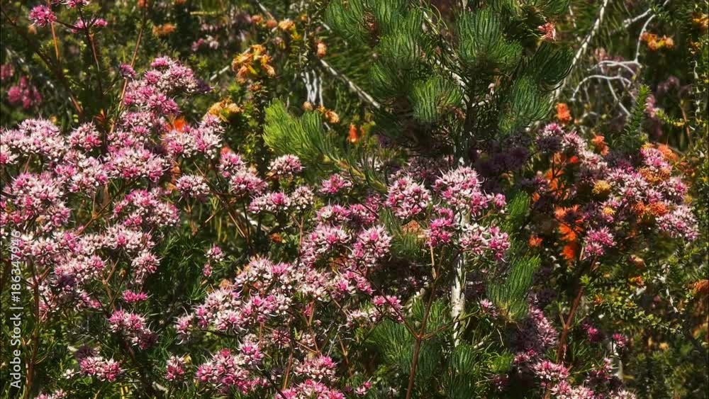 panning shot of a western australian wildflower bush with its bright pink flowers panning shot of a western australian wildflower bush with its bright pink flowers