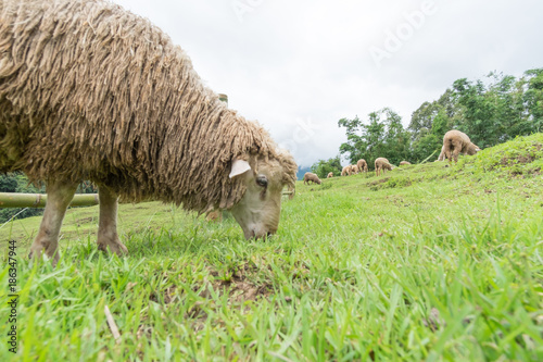 Sheep eating grass on the mountain.