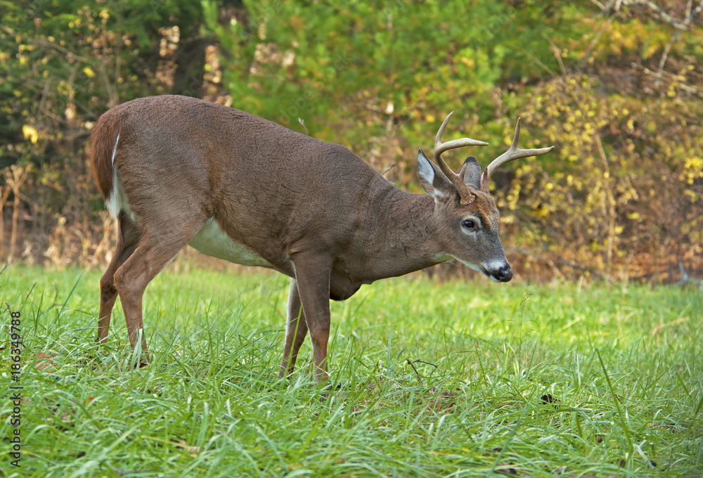 White Tailed Deer Buck is a young male growing his antlers. White Tailed Deer Buck is a young male growing his antlers.