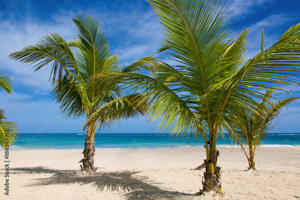 Drei Palmen am Strand. Kleine Palmen stehen im Sand am Meer. Hintergrund der leicht bewoelkte Himmel.