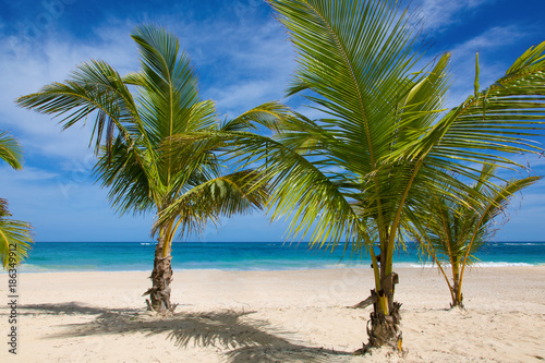 Drei Palmen am Strand. Kleine Palmen stehen im Sand am Meer. Hintergrund der leicht bewoelkte Himmel.