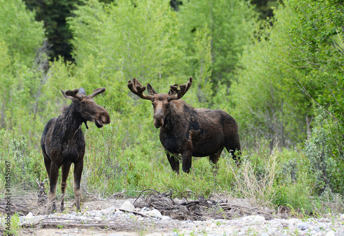 A pair of Moose feeding on willows around a river.