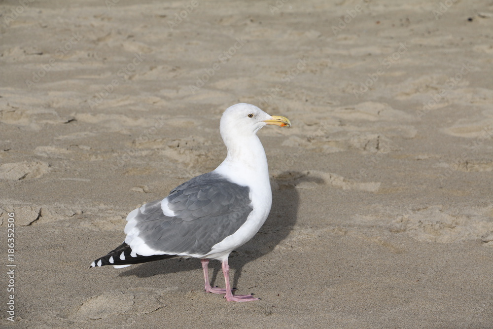 Seagull Seagull