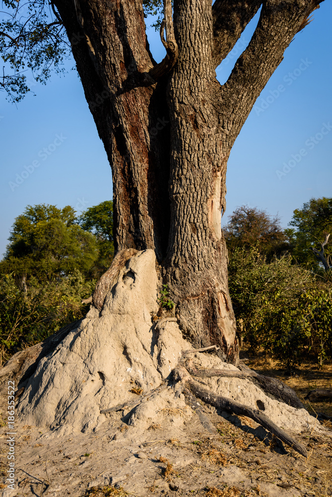 Mature tree growing out a an abandoned termite mound, Botswana, Africa
Mature tree growing out a an abandoned termite mound, Botswana, Africa