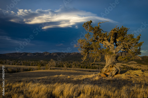 Wyoming Pine Snag