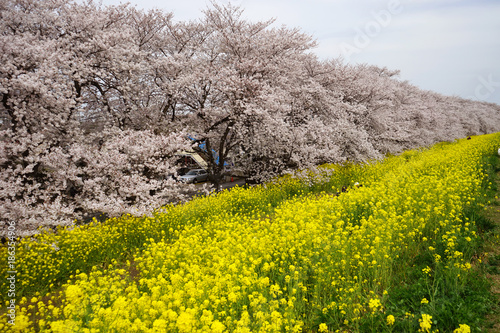 The cherry blossom in Kumagaya-Sakura-tsutsumi was in full bloom located in , Saitama pref in Japan.