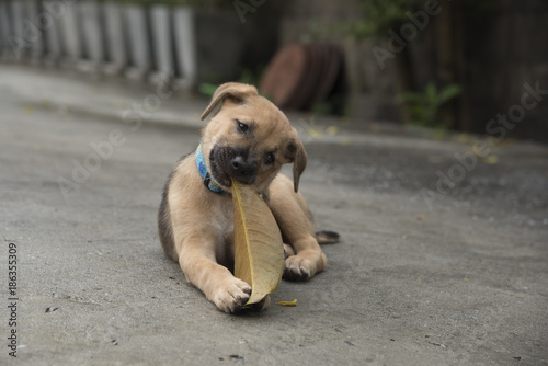 A dog biting a leaf