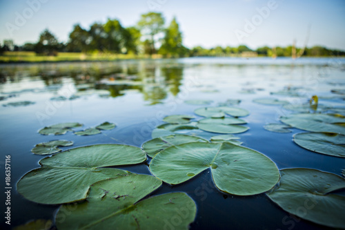 Lily Pads in Pond Fototapet