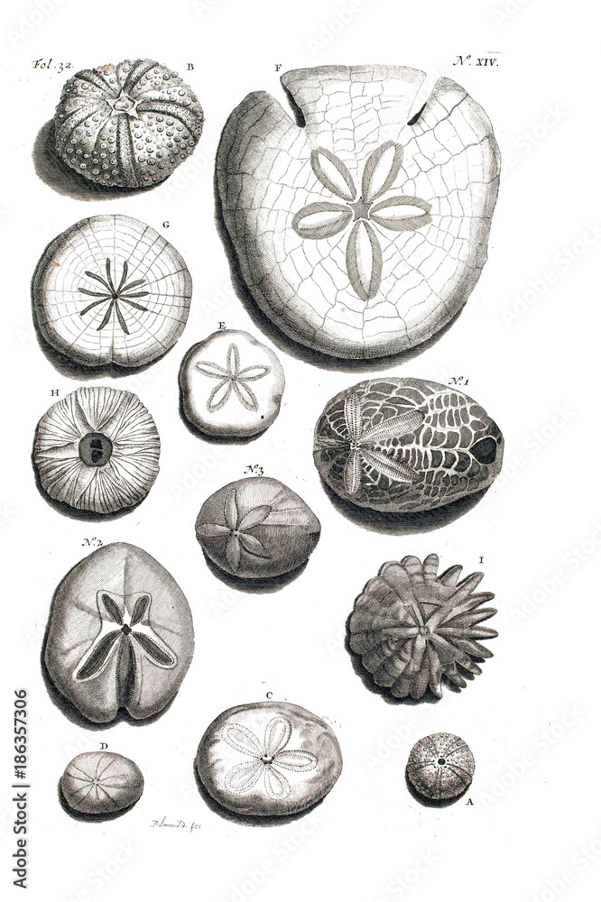 Illustration of a sea urchin