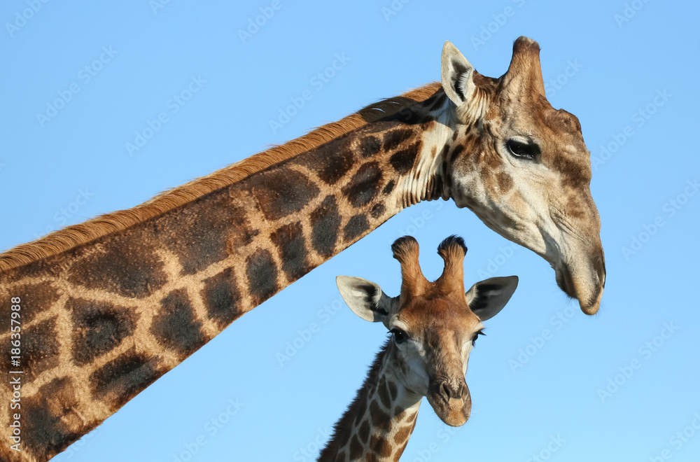 Fototapeta premium Giraffes against Blue Sky Background