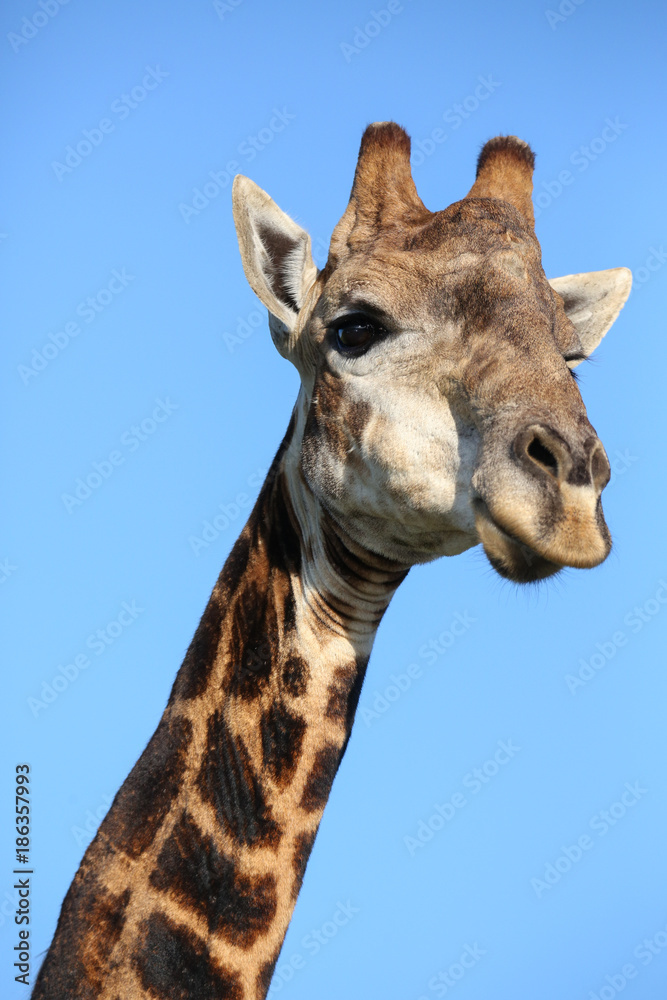 Naklejka premium Giraffe Portrait against Blue Sky