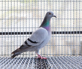 side view full body of speed racing pigeon bird in home