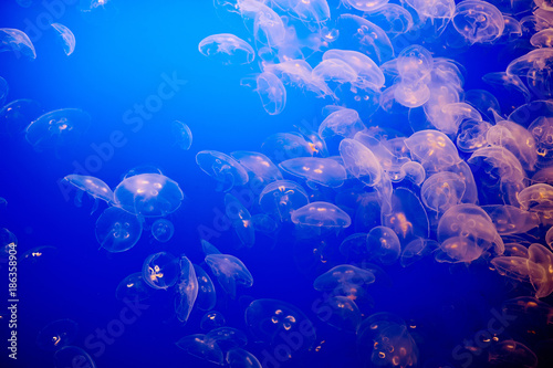 Jellyfish