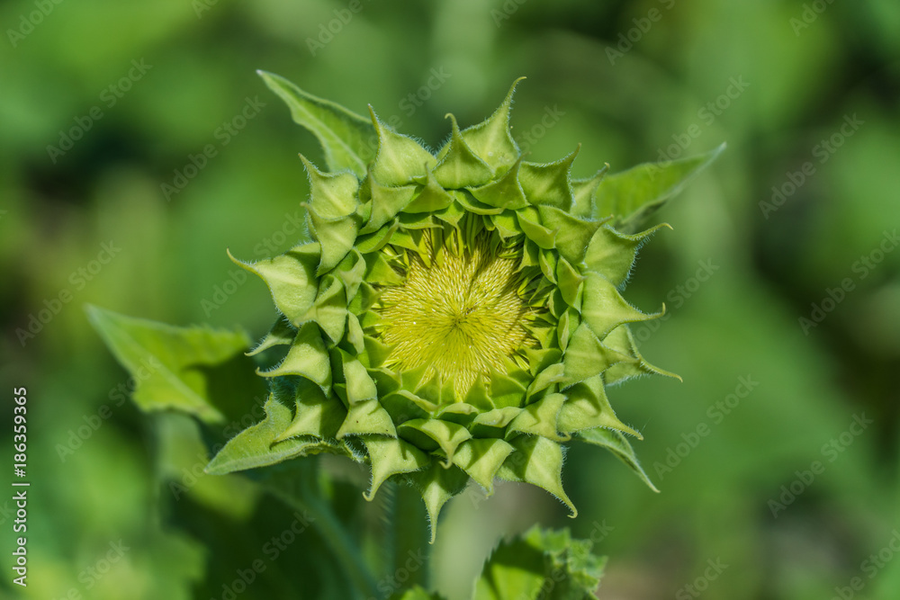 green bloom sunflower with blue green background green bloom sunflower with blue green background