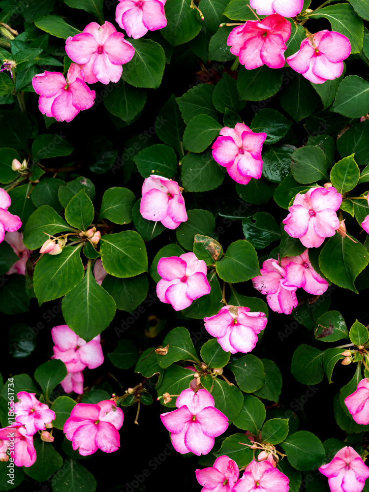 Naklejka premium OLYMPUS DIGITAL CAMERA