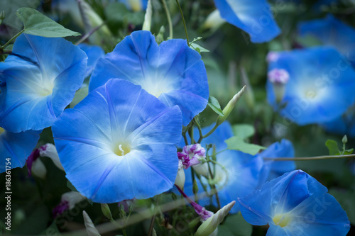 morning glory. blooming flower in garden. blue flora