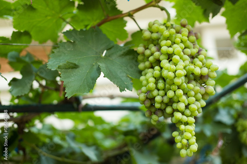 Wallpaper Mural bunch of ripe white grape in vineyard. fruit for harvest in farm Torontodigital.ca