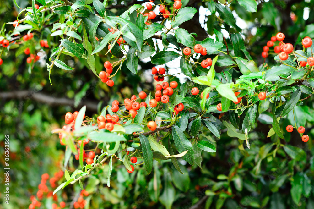 Czerwone owoce jarzębiny wśród zielonych liści.