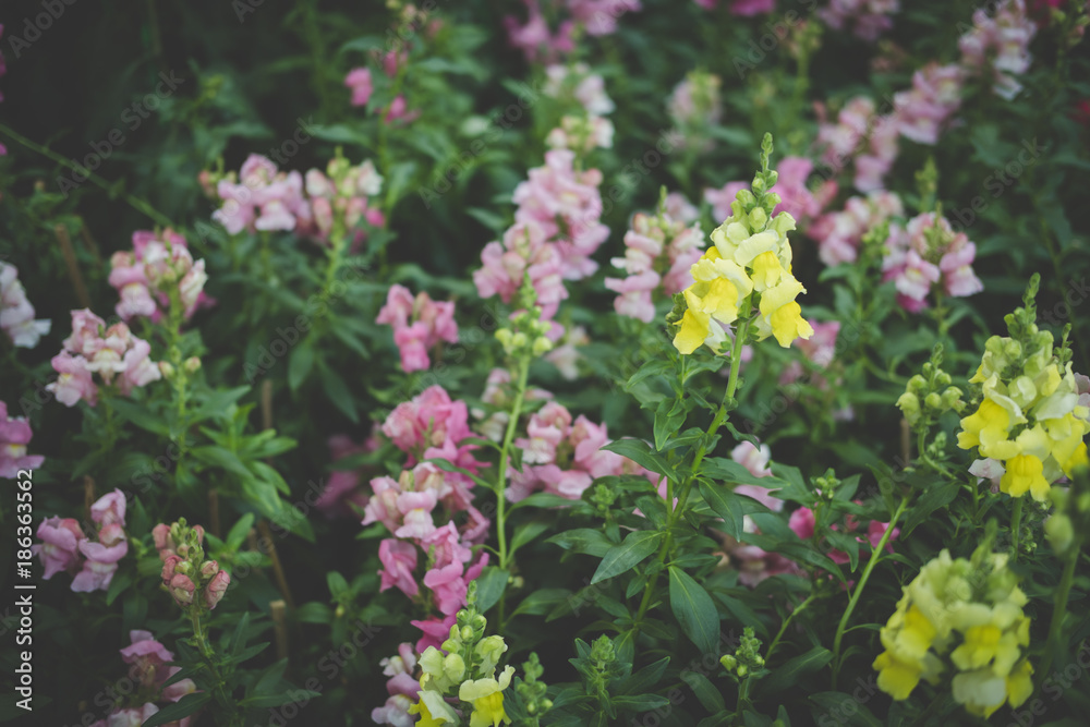 snapdragon flower in garden. blooming flora in park. yellow & pink blossom snapdragon flower in garden. blooming flora in park. yellow & pink blossom