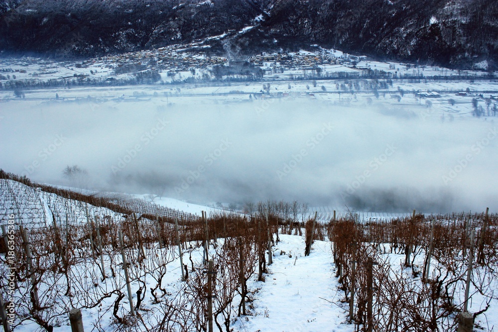 Obraz premium vineyard