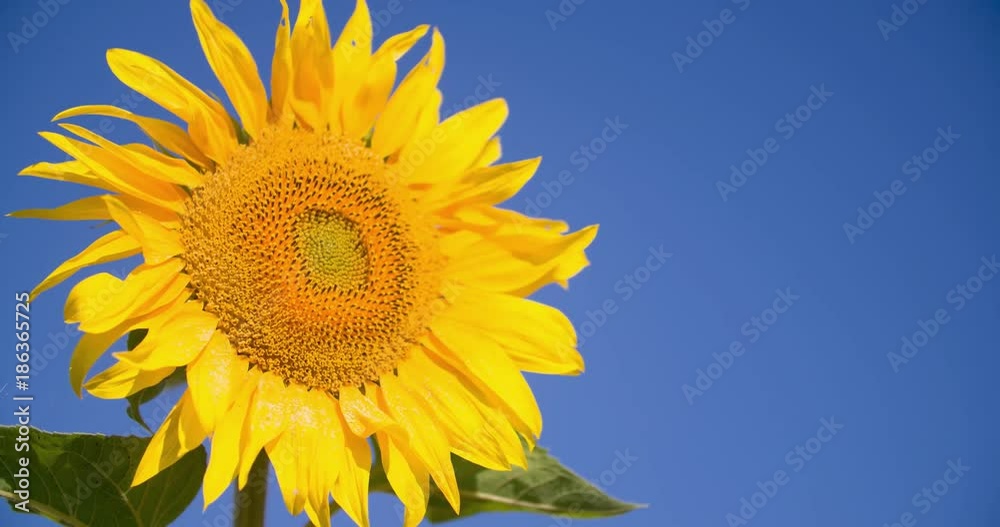 Sunflowers seed head on sky background 4k close-up nature video. Clear blue sky. Agriculture farm plant yellow flower. Harvest rural copy space Sunflowers seed head on sky background 4k close-up nature video. Clear blue sky. Agriculture farm plant yellow flower. Harvest rural copy space