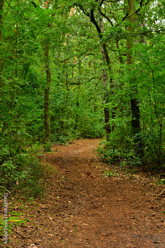 Droga w zielonym lesie wśród drzew w pochmurny dzień.