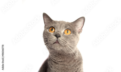 gray cat on the white background