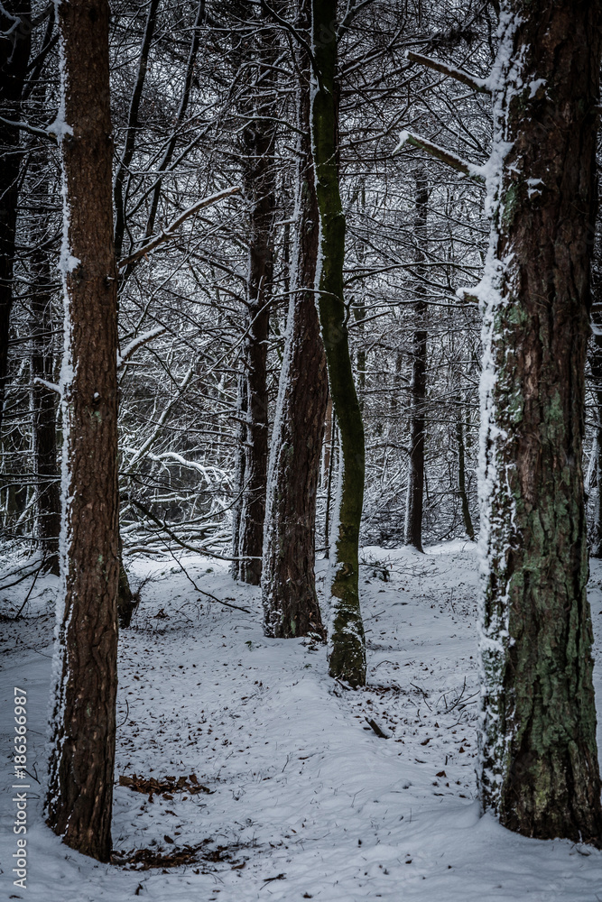 winter scenes winter scenes