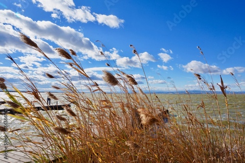 Ramas doradas al viento con nubes en cielo azul. Albufera