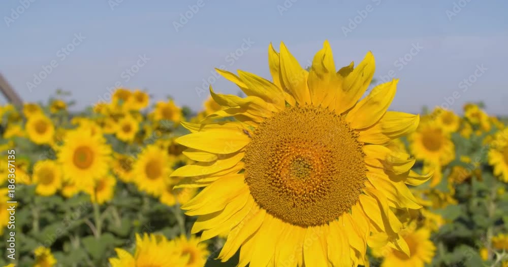Sunflowers field full 4k close-up nature background video. Seed head moving by wind. Clear blue sky. Agriculture farm plant yellow flower. Harvest rural landscape Sunflowers field full 4k close-up nature background video. Seed head moving by wind. Clear blue sky. Agriculture farm plant yellow flower. Harvest rural landscape