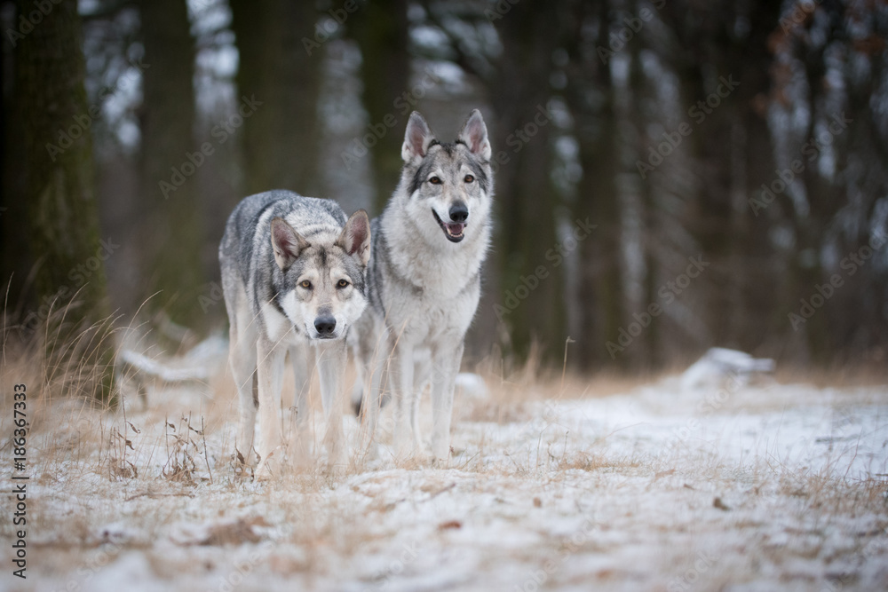 Fototapeta premium wolves in forrest in winter
