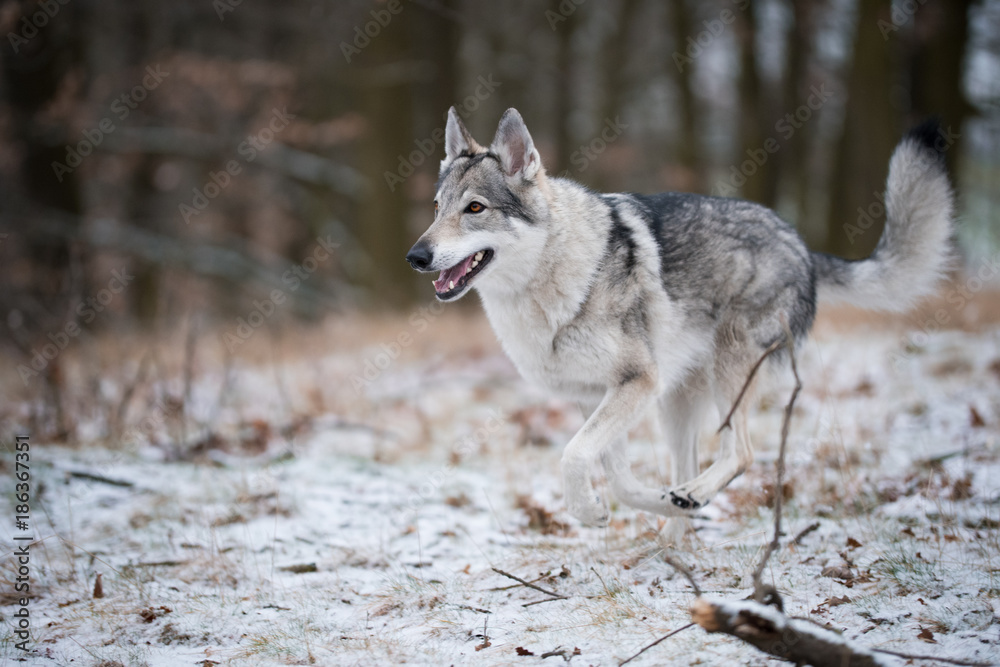 Fototapeta premium wolf in forrest in winter
