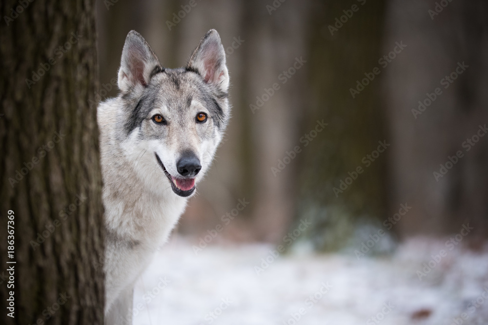 wolf in forrest in winter