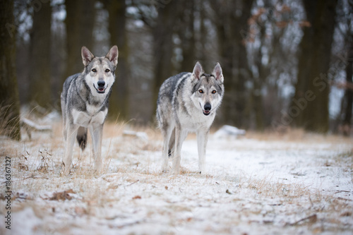 wolves in forrest in winter