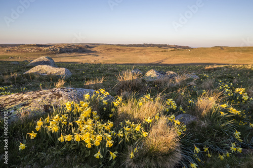 Foto Prairie couverte de Narcisse jaune (Narcissus pseudonarcissus) appelé communémen