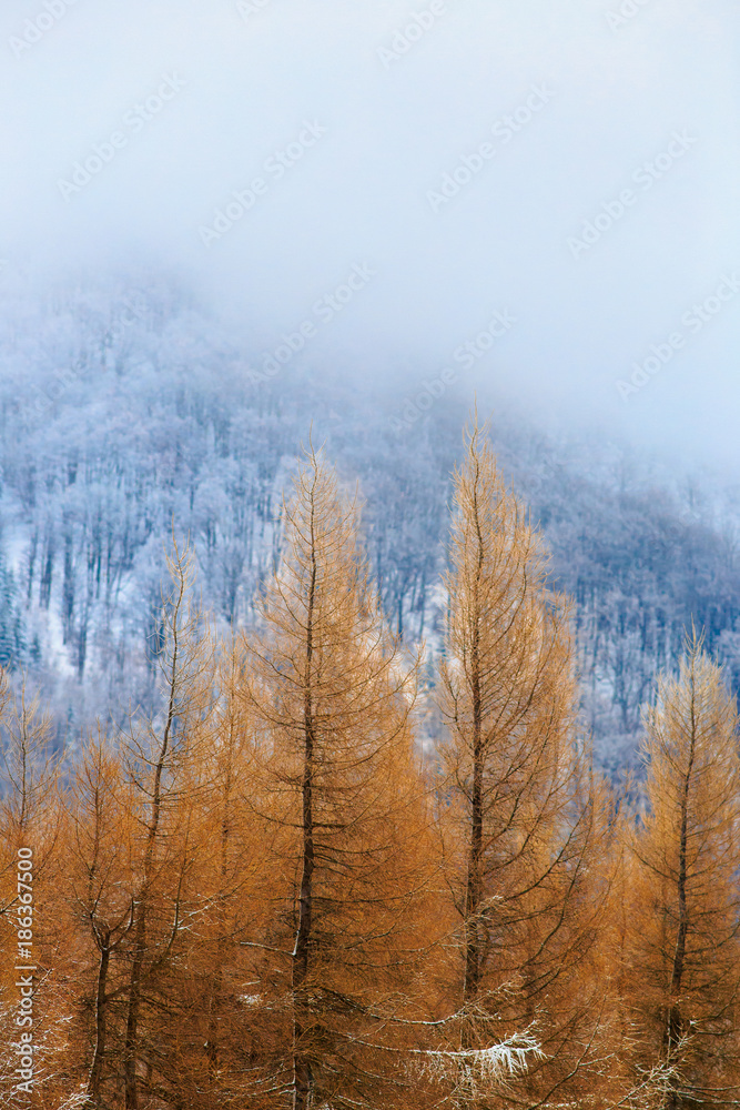 Landscape image of winter scenery in Mala Fatra, Slovakia. Vertical image with a focus on orange trees and copy space above them. Landscape image of winter scenery in Mala Fatra, Slovakia. Vertical image with a focus on orange trees and copy space above them.