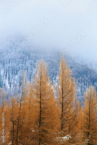 Landscape image of winter scenery in Mala Fatra, Slovakia. Vertical image with a focus on orange trees and copy space above them.