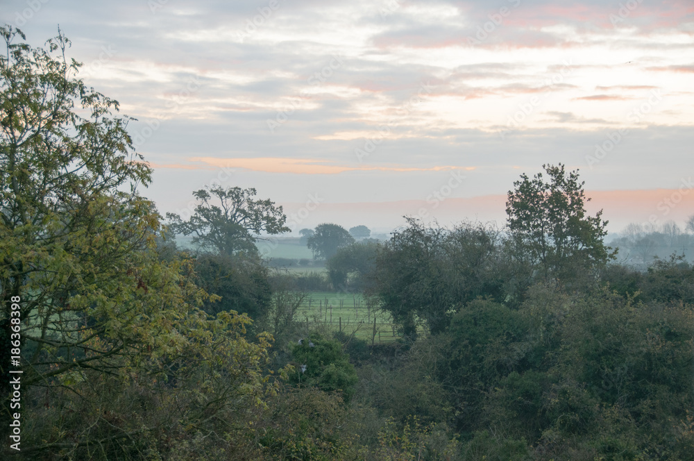 Woodland Field View 