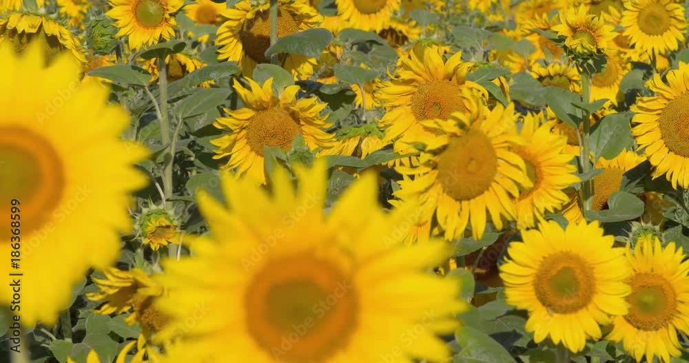 Sunflowers field 4k video background. Top view of seed heads. Agriculture farm plant flower. Harvest rural landscape