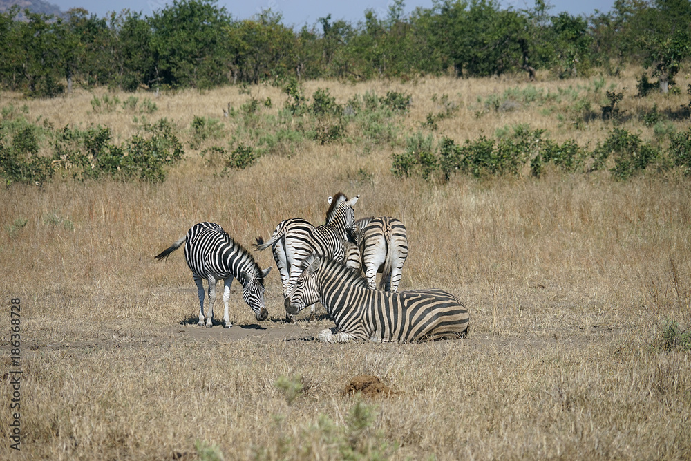 Obraz premium African Burchell Zebra in the wilderness playing