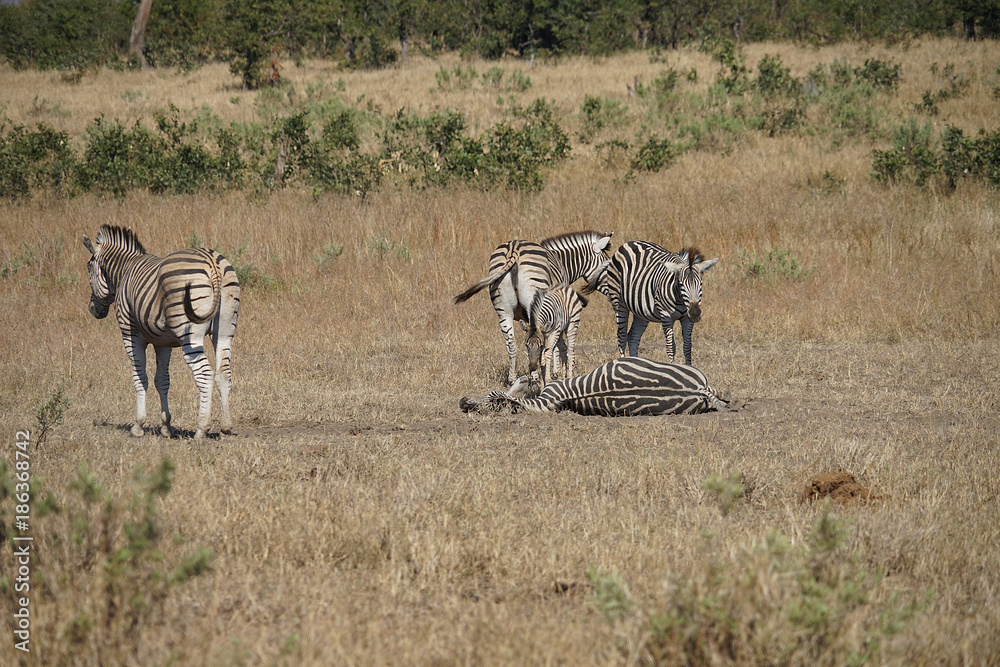 Fototapeta premium African Burchell Zebra in the wilderness playing