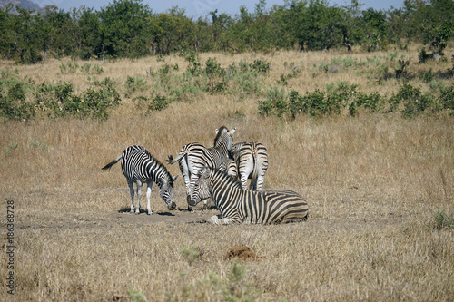 African Burchell Zebra in the wilderness playing